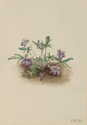 サザンコーストバイオレット（Viola septemloba）