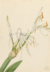 彼岸花