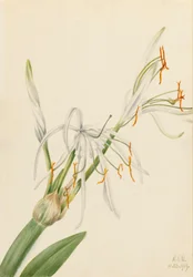 スパイダーリリー Hymenocallis rotata, 1919.