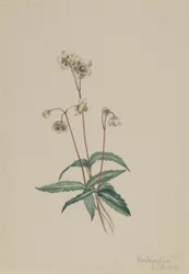 スポッテッド・ピプシセワ（Chimaphila maculata）