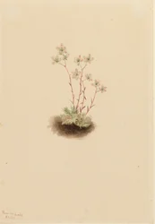 Spotted Saxifrage Saxifraga bronchialis, 1903.