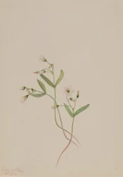 スプリング・ビューティー（Claytonia lanceolata）