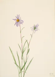 Swamp Aster Aster paludosus, 1922.