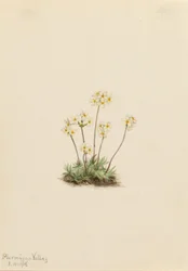 スウィート・アンドロサース（Androsace carinata）