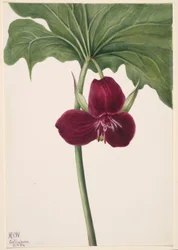 スイート・トリリウム（Trillium vasyi）