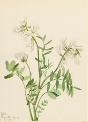 Sweetvetch Hedysarum mackenzii、1921年。