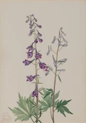 背の高いラークスパー Delphinium elongatum、1920 年。