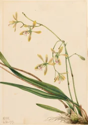 タンパ・エピデンドラム（Epidendrum tampense）
