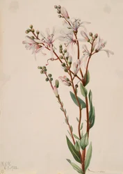 ターフラワー Befaria racemosa、1922 年。