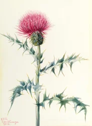 アザミ（Cirsium arizonica）