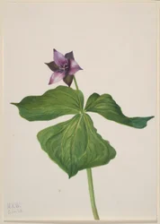 センブリ