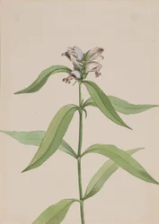 Turtlehead Chelone glabra, ca.1917-1918.