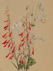 無題--花の習作