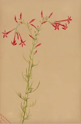 無題--花の習作