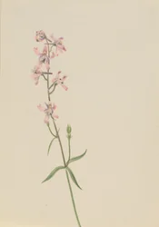 無題--花の習作