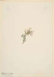 無題--花の習作