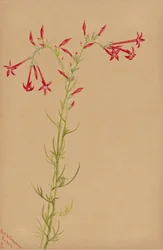 無題--花の習作、1883年