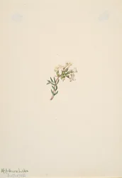 無題 -- 花の研究、1905 年。
