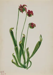 無題--花の習作, 1940.
