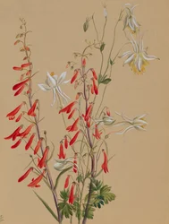 無題--花の習作、1883年から1900年頃。