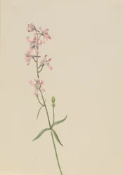 無題--花の習作, 1900-1930年頃.
