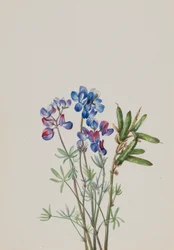 無題 - 花の研究、約。 1900～1930年。