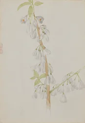 無題 - 花研究、n.d.