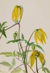 無題--植物習作