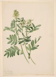 無題--植物習作