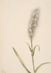 無題 -- 植物研究、1904 年。