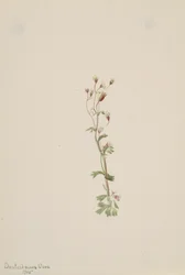 無題 -- 植物研究、1905 年。