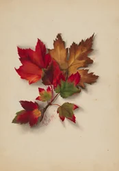 無題（紅葉）