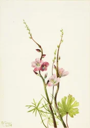 無題（花の習作