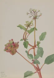 無題 (Tripterocalyx pedunculatus)