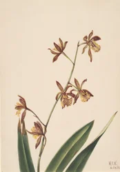 無題の花の研究、1924年。