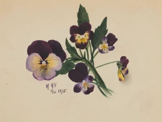 無題のパンジー」1875年