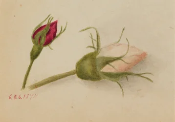 無題のバラの花」1874年