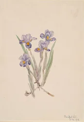 ヴァーナル・アイリス Iris verna, 1918.