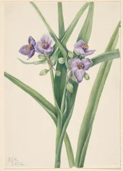 バージニア・スパイダーワート Tradescantia virginiana, 1920.