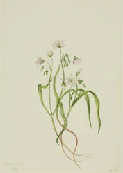 バージニア・スプリングビューティ Claytonia virginica, 1919.