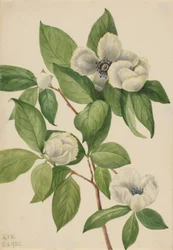 バージニア・スチュワーティア（Stewartia malachodendron）