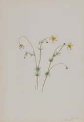 ウォーター・クロウフット（Batrachium trichophyllum）