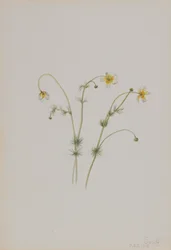 ウォータークロウフット Batrachium trichophyllum, 1918.