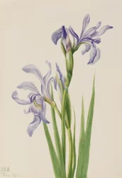 西洋の青い旗 Iris missouriensis, 1933.