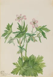 セイヨウフウロ（Geranium viscosissimum）