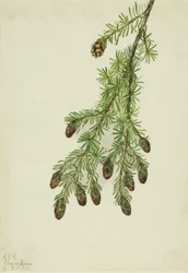 Western Hemlock Tsuga heterophylla, 1923.