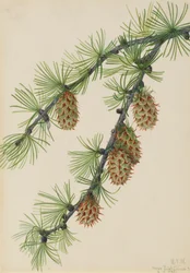 ニシカラマツ Larix occidentalis、1923 年。