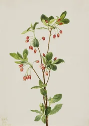 Western Menziesia Menziesia glabella, 1924.