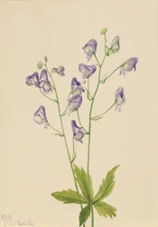 Western Monkshood Aconitum columbianum, 1933.