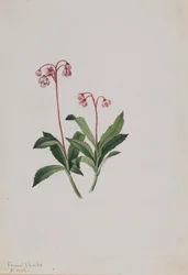 ウェスタン・ピプシセワ（Chimaphila umbellata）